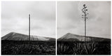 Montañas del fuego Poster och Canvastavla