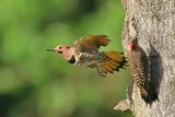 Northern Flicker Poster och Canvastavla