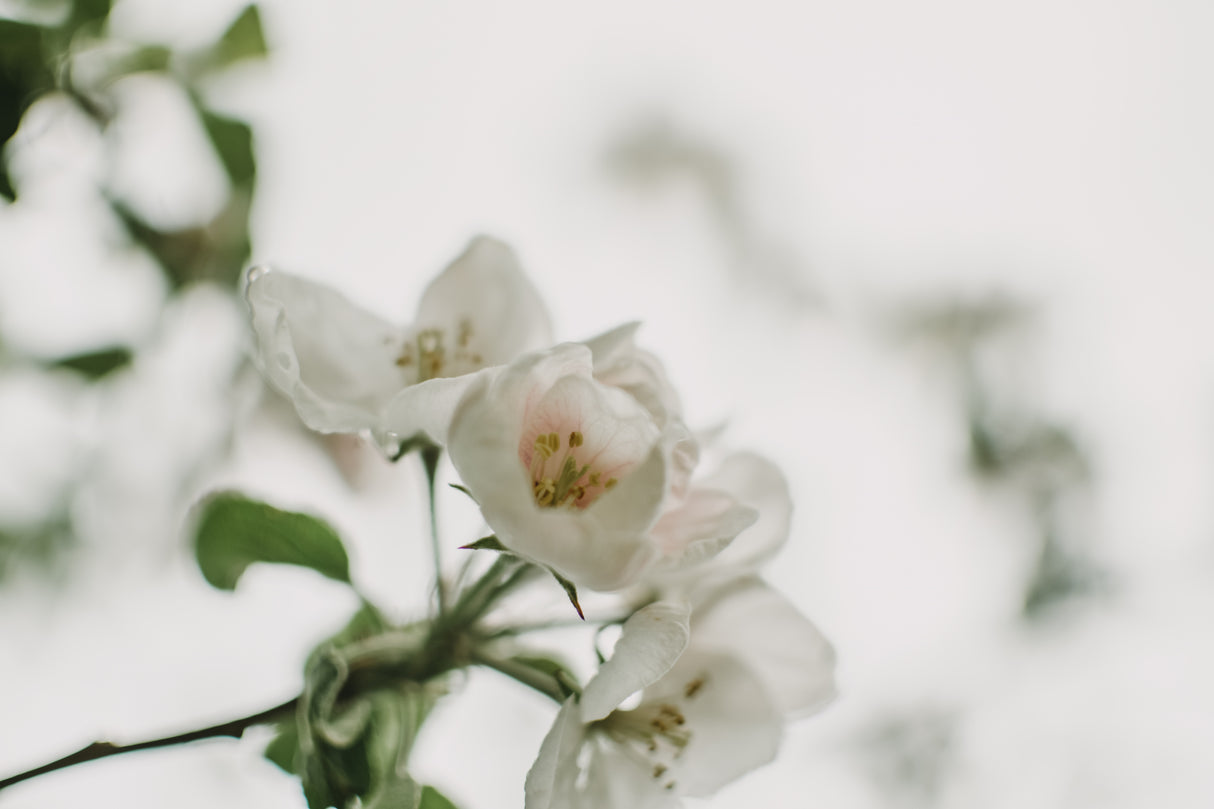Spring Series - Apple Blossoms in the Rain 12/12 Poster och Canvastavla