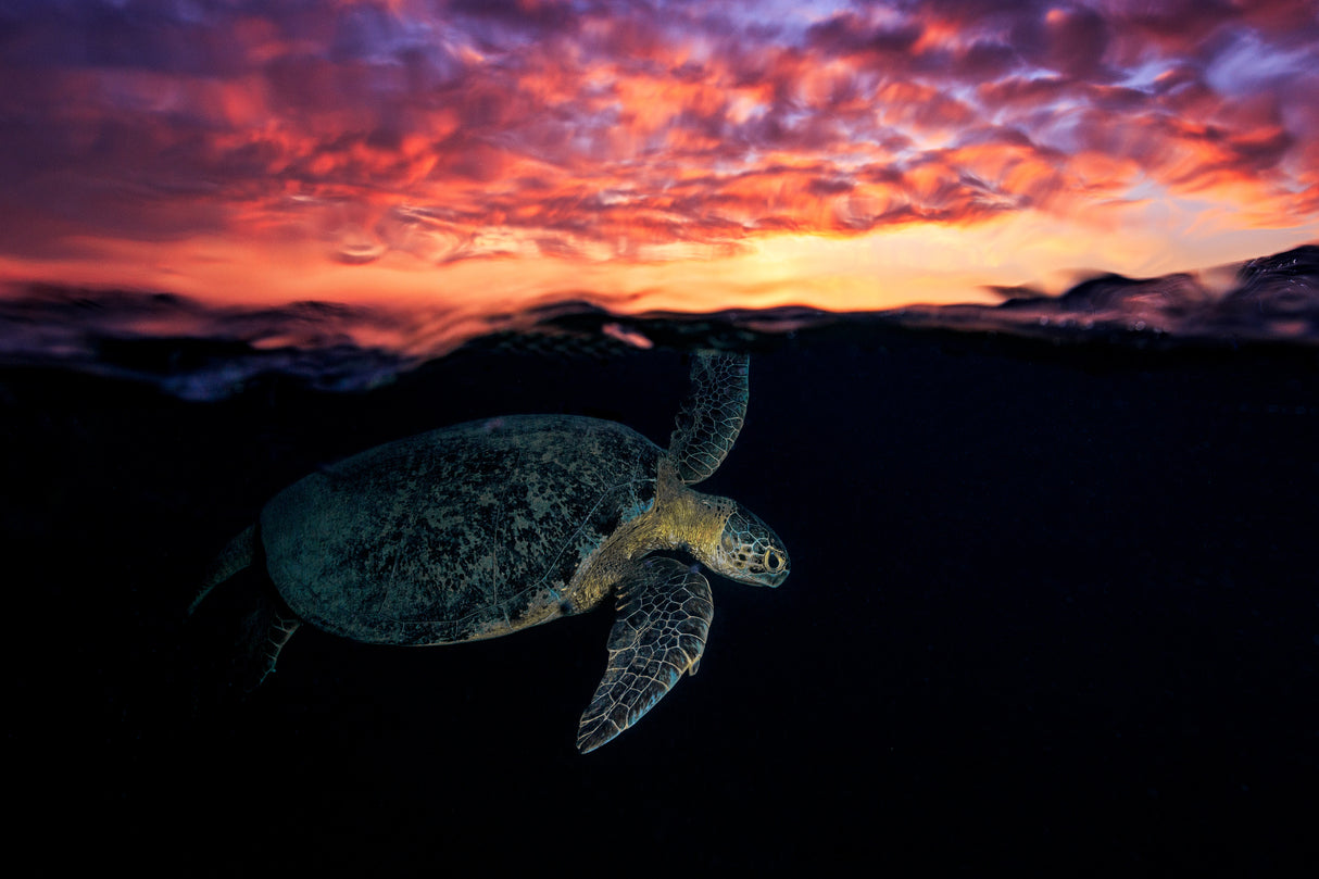 Sunset turtle Poster och Canvastavla