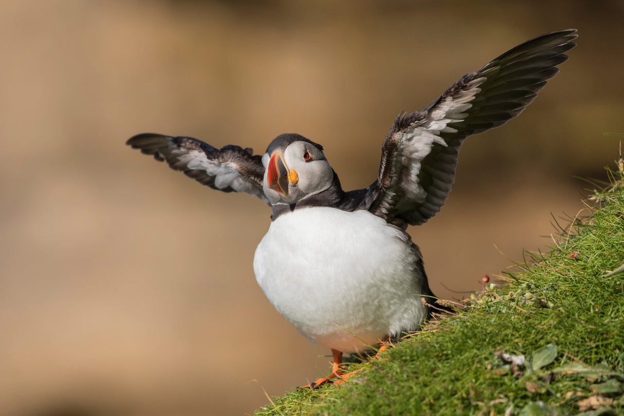 Puffin Poster och Canvastavla