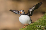 Puffin Poster och Canvastavla