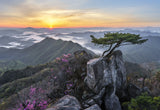 Pine tree growing between rocks Poster och Canvastavla