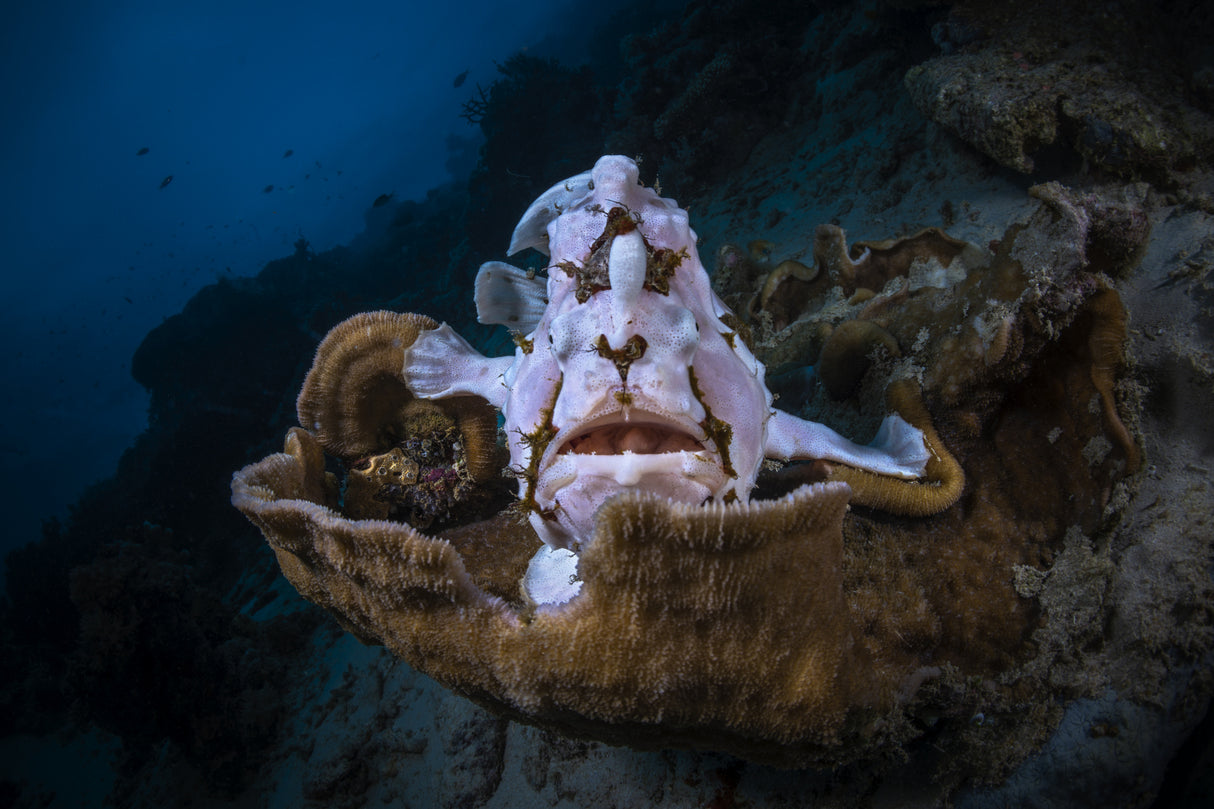 The Frogfish Trone Poster och Canvastavla