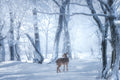 The Sika Deer in the Snowy Forest Poster och Canvastavla