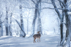 The Sika Deer in the Snowy Forest Poster och Canvastavla