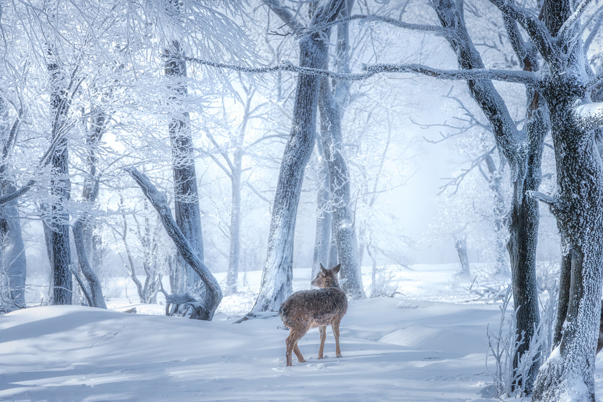 The Sika Deer in the Snowy Forest Poster och Canvastavla