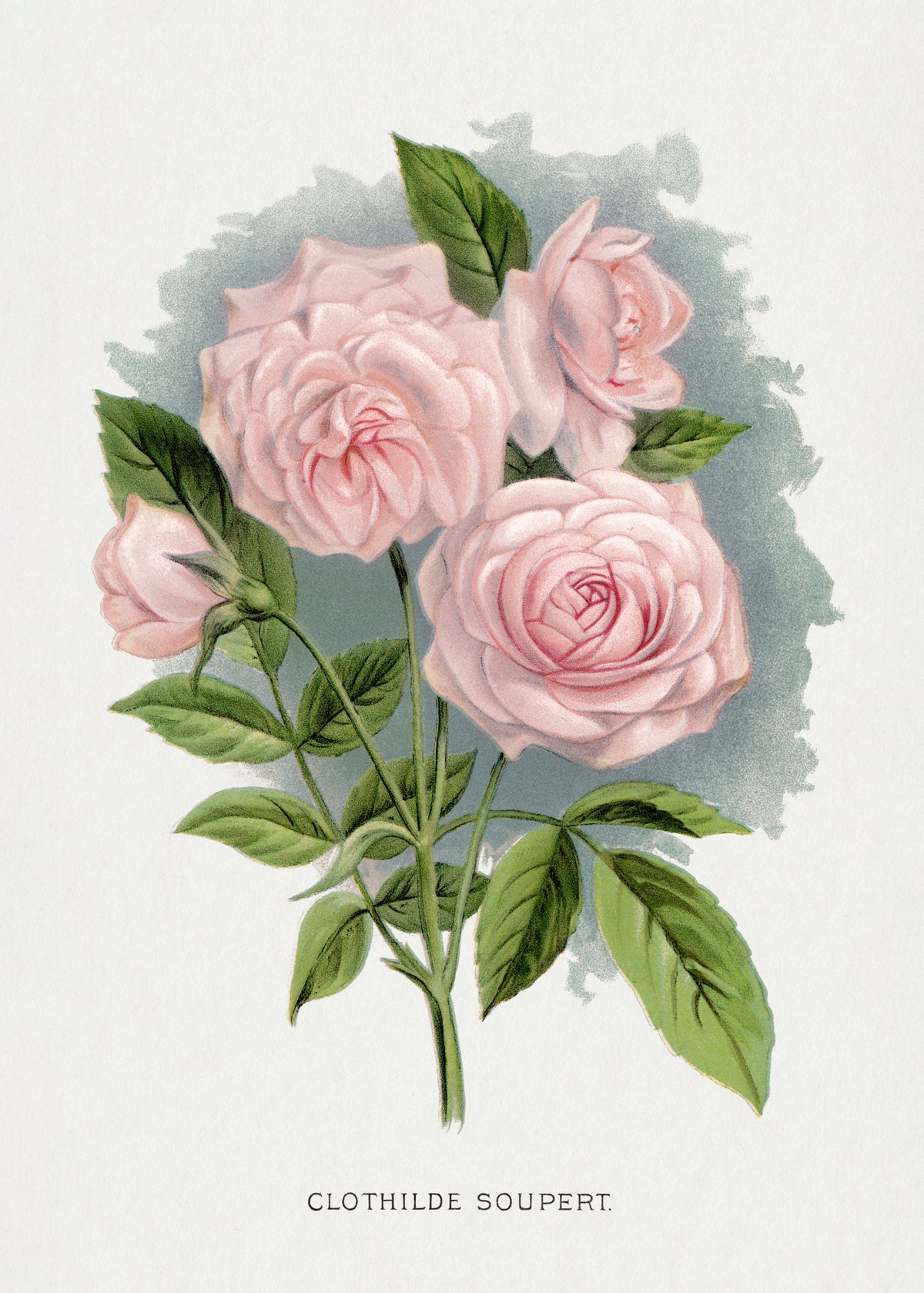 Pink Rose, Clothilde Soupert Lithograph Poster och Canvastavla
