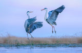 Grey heron fighting over a fish Poster och Canvastavla