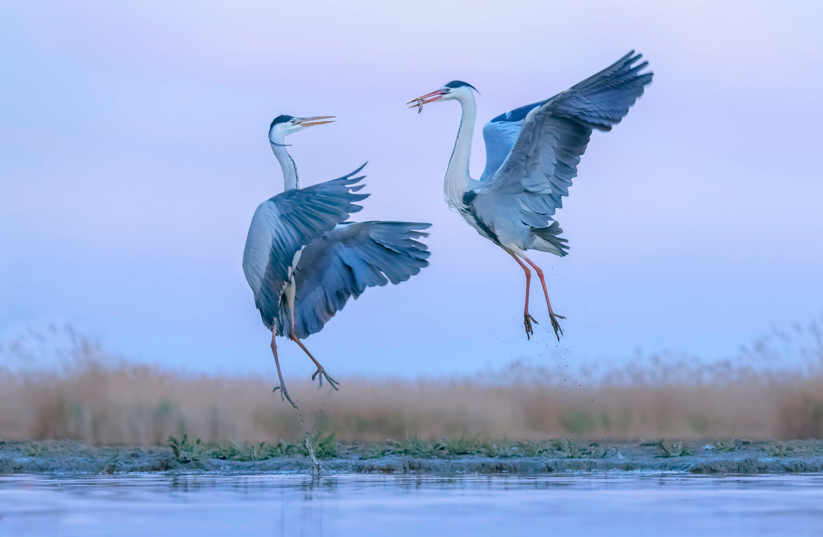 Grey heron fighting over a fish Poster och Canvastavla