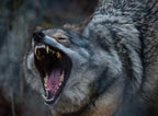 Morning Roaring Poster och Canvastavla