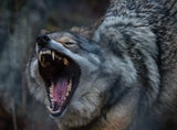 Morning Roaring Poster och Canvastavla