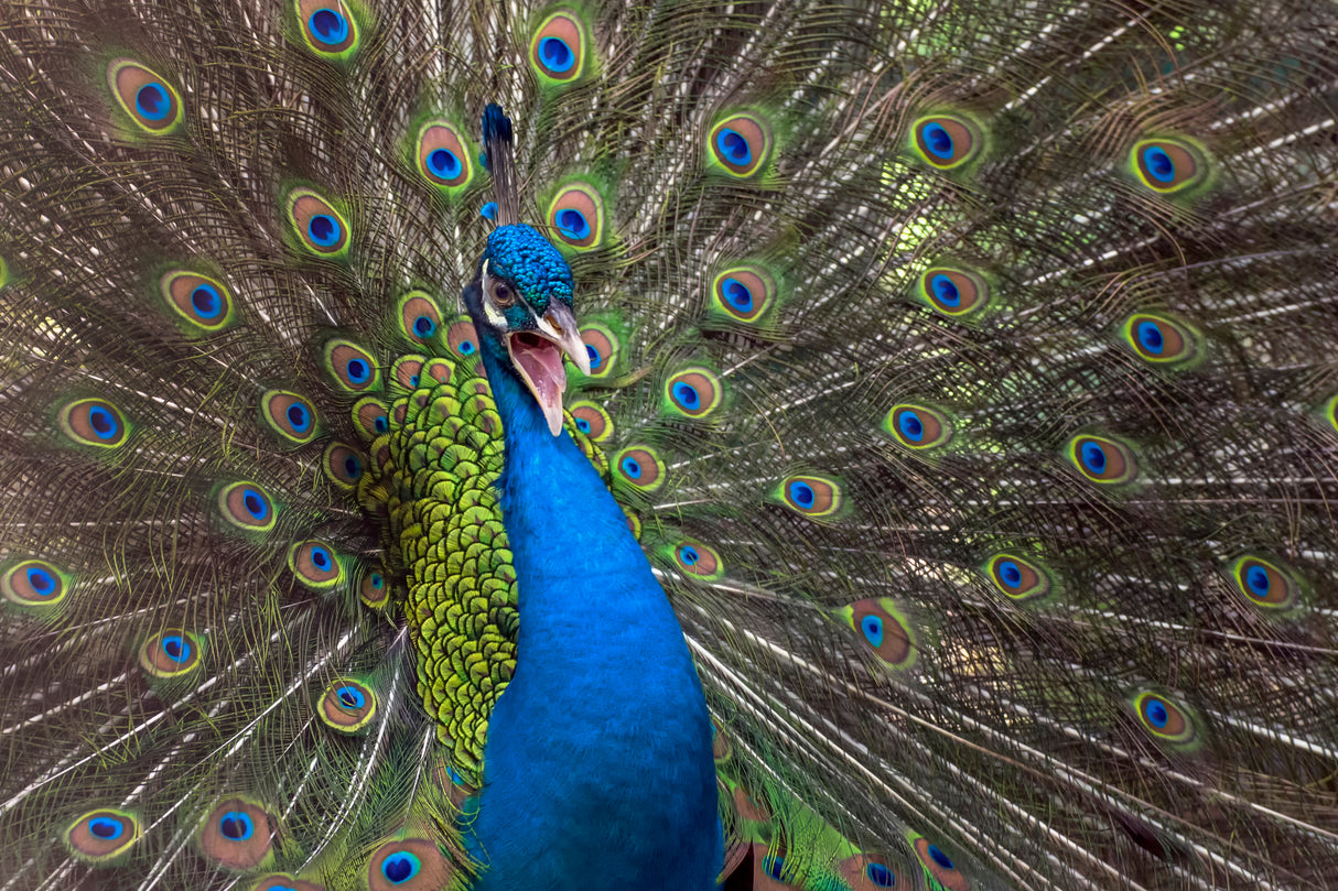 Indian peafowl Poster och Canvastavla