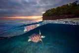 Green turtle with sunset Poster och Canvastavla