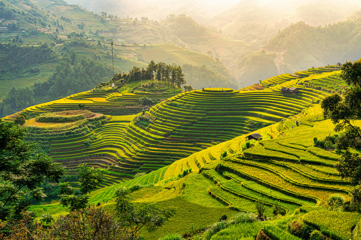 Mu Cang Chai rice terrace, Vietnam Poster och Canvastavla