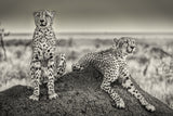 Two Cheetahs watching out Poster och Canvastavla