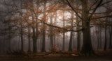 Foggy memory  of the past Poster och Canvastavla