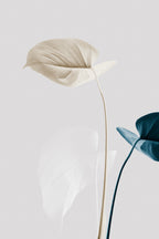 Monstera Creative 22 Poster och Canvastavla