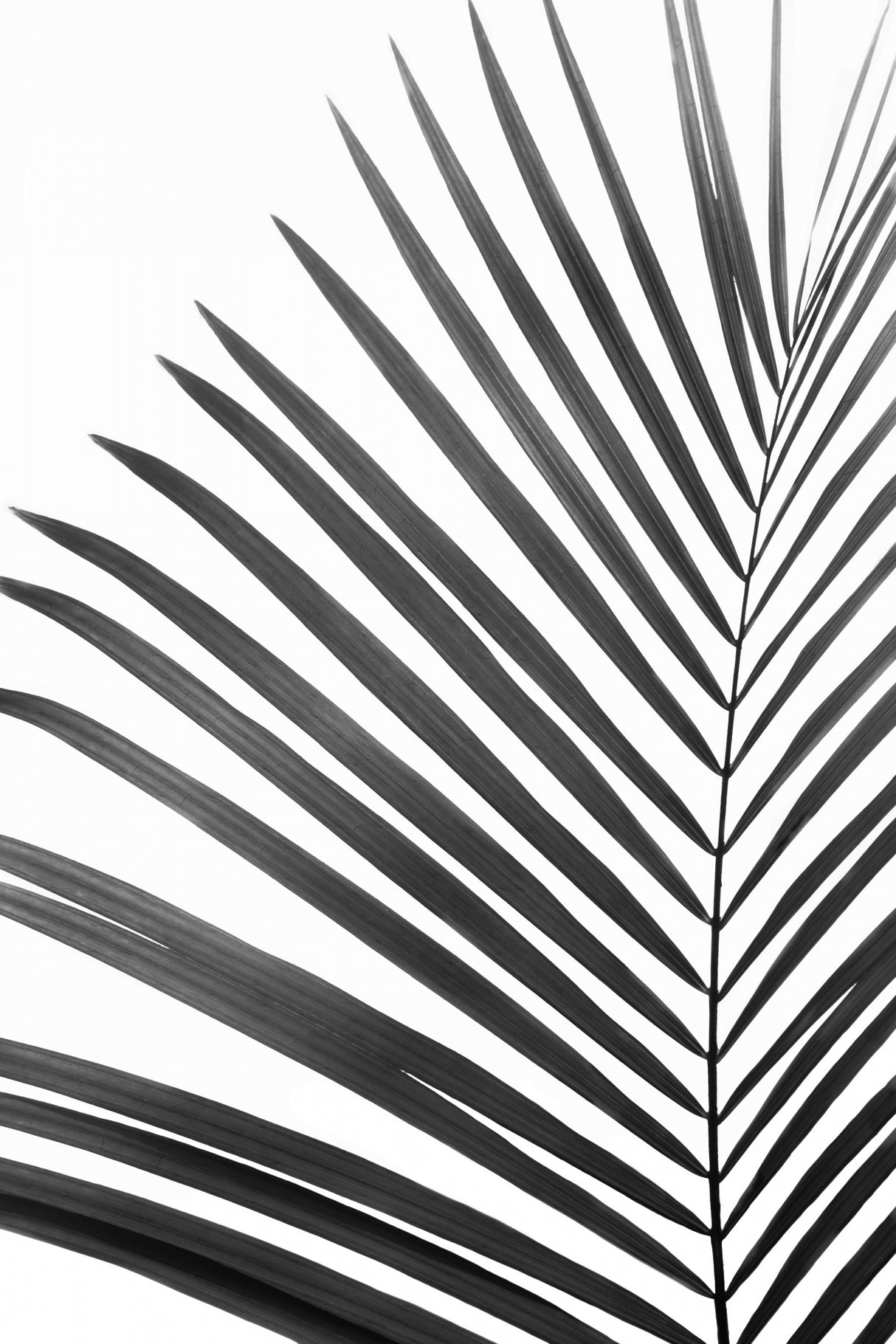 BW Palm Leaf Poster och Canvastavla