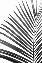 BW Palm Leaf Poster och Canvastavla