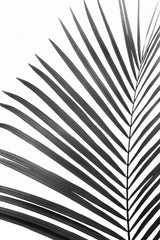 BW Palm Leaf Poster och Canvastavla