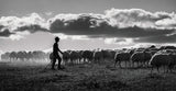 Shepherd Poster och Canvastavla
