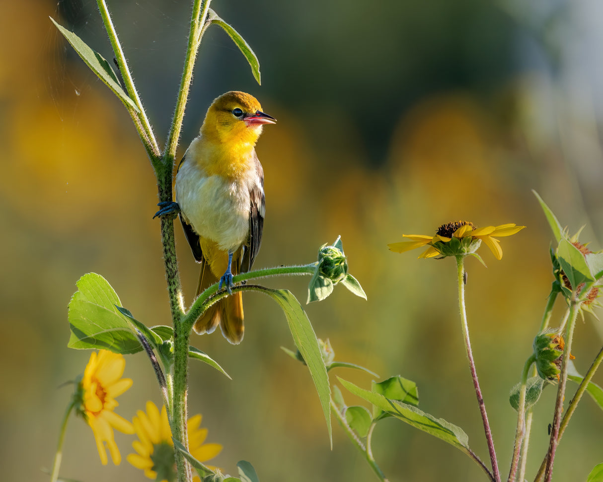 bullock's oriole Poster och Canvastavla