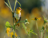 bullock's oriole Poster och Canvastavla
