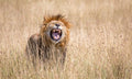 Male lion scenting a female Poster och Canvastavla