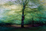 forest Poster och Canvastavla