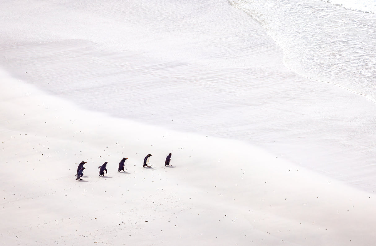 Penguins going to the sea Poster och Canvastavla