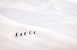 Penguins going to the sea Poster och Canvastavla
