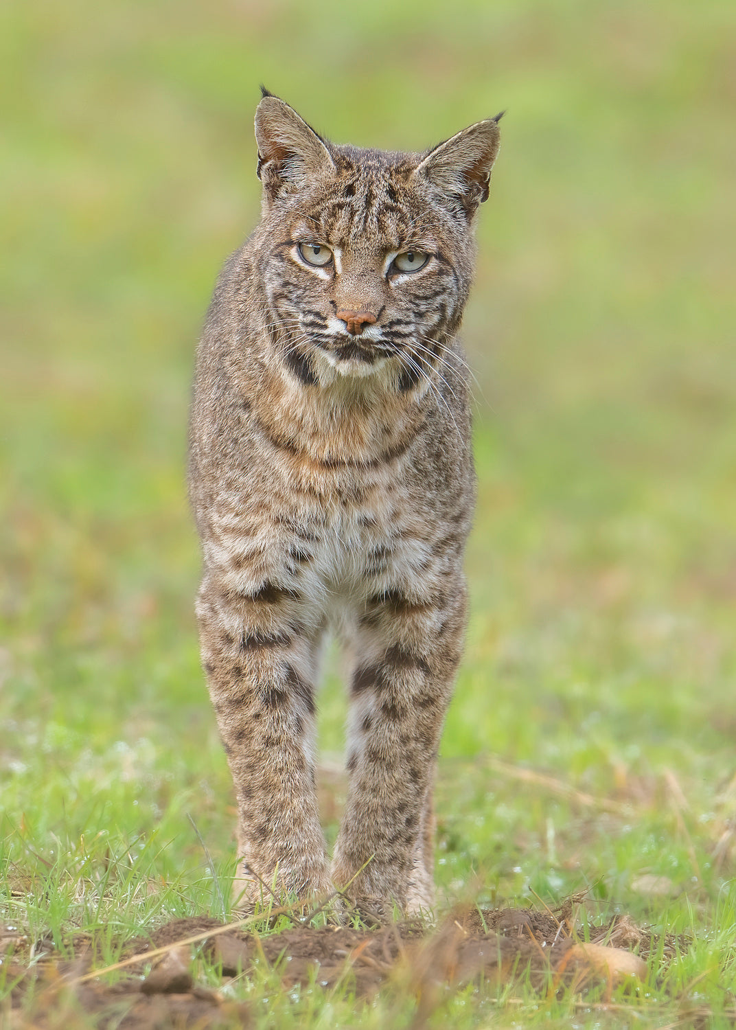 Bobcat Poster och Canvastavla