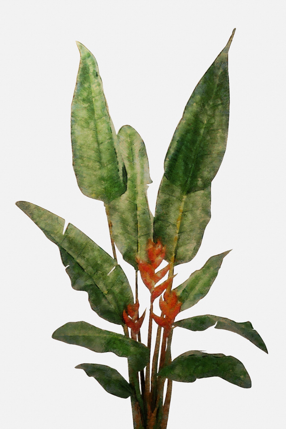 Bird of Paradise Plant on White Wall Poster och Canvastavla