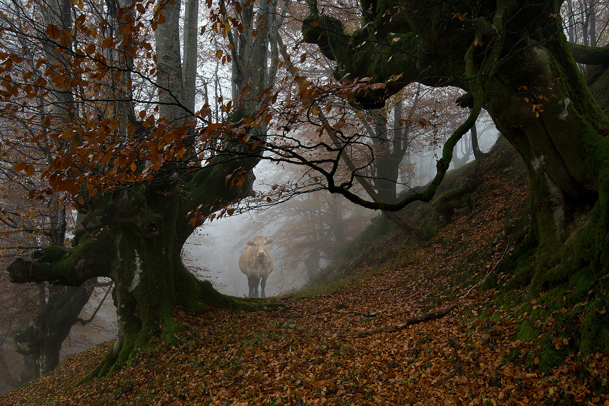 Natural path Poster och Canvastavla