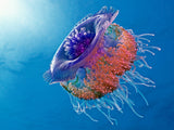 Crown Jellyfish Poster och Canvastavla