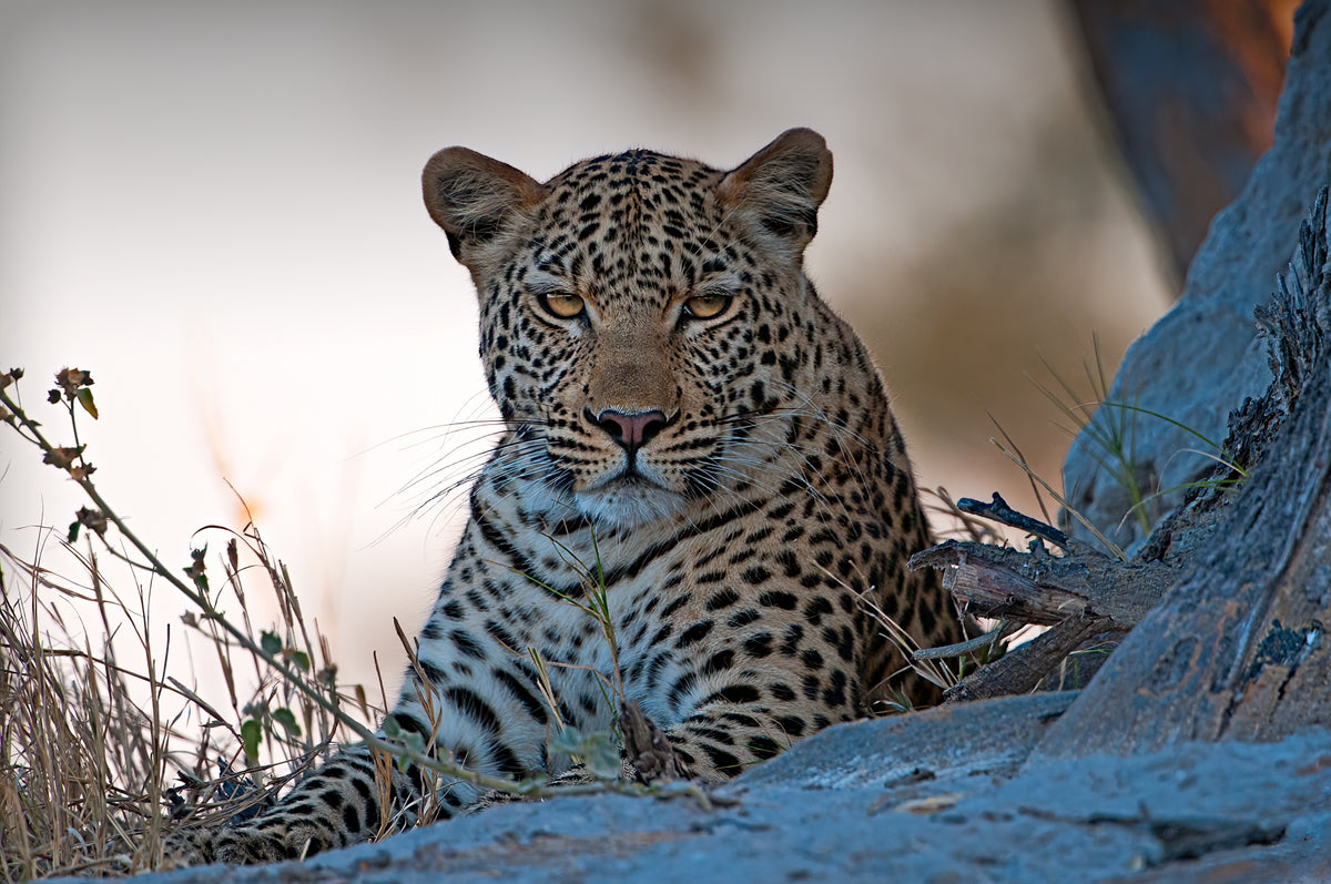 Leopard, Okavango Delta Poster och Canvastavla