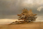 Pine and dunes Poster och Canvastavla