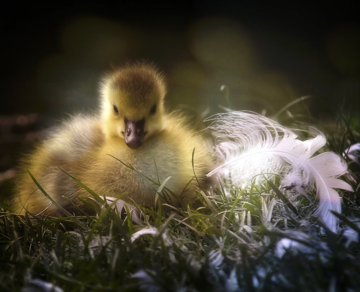 le poussin Poster och Canvastavla