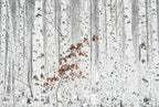 From White Poster och Canvastavla