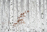 From White Poster och Canvastavla