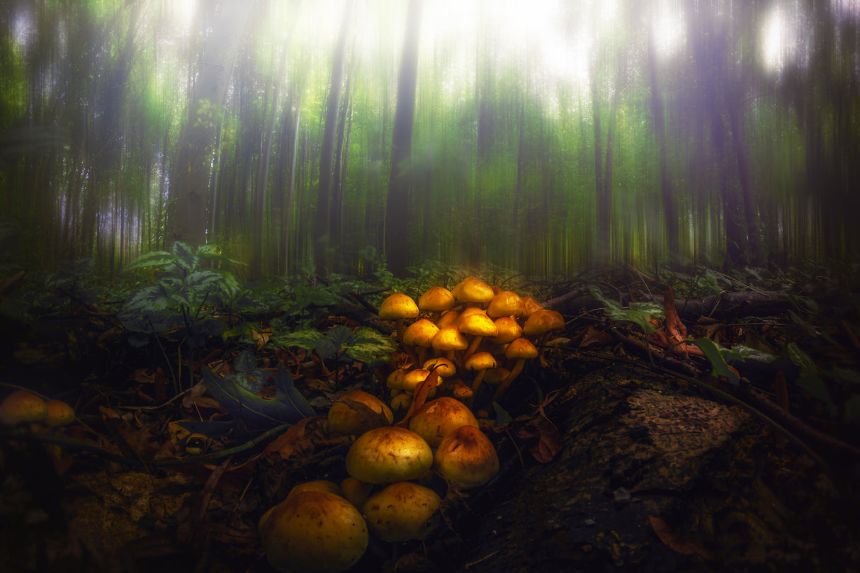 Mushrooms in the Autumn Forest Poster och Canvastavla