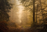 Autumnal Woodland Poster och Canvastavla