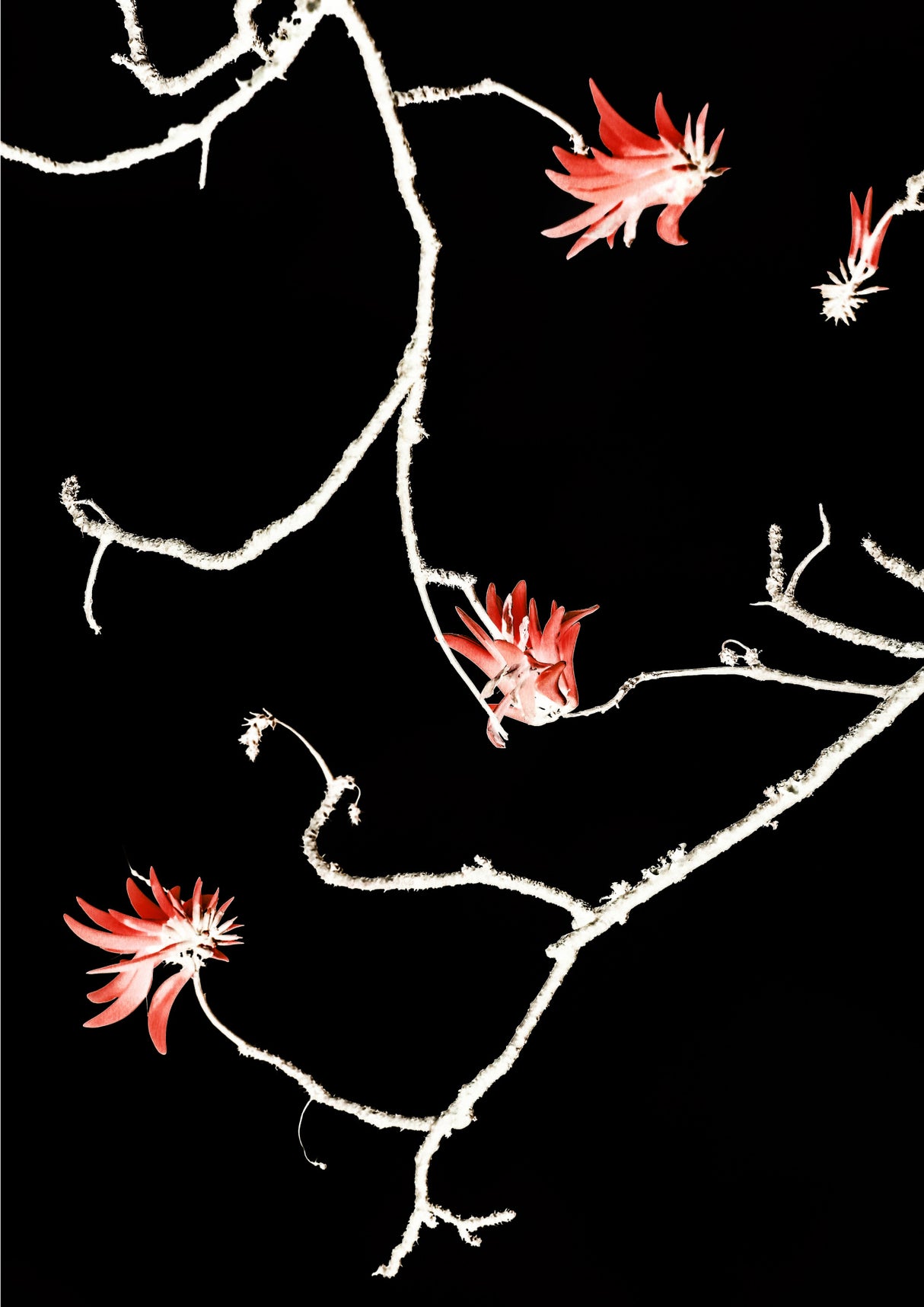 Coral Tree Poster och Canvastavla
