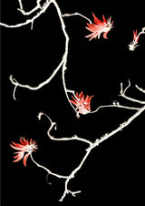 Coral Tree Poster och Canvastavla