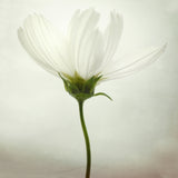 White cosmos Poster och Canvastavla
