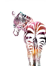 Zebra Silhouette Poster och Canvastavla