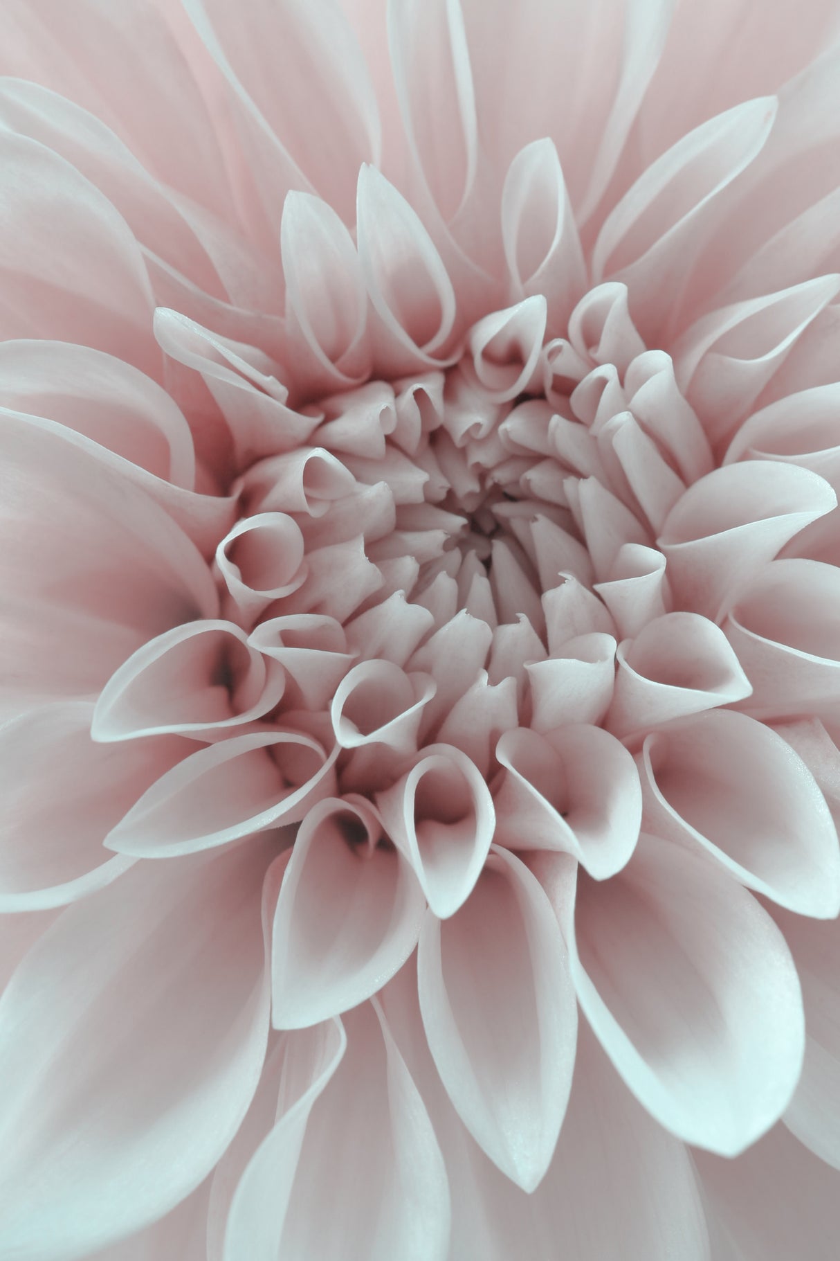 Cafe Au Lait Dahlia Closeup Poster och Canvastavla