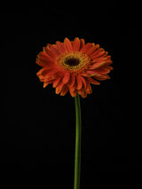 Beautiful flower Poster och Canvastavla