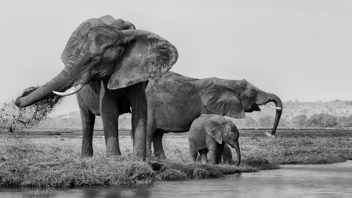 The family of elephants Poster och Canvastavla